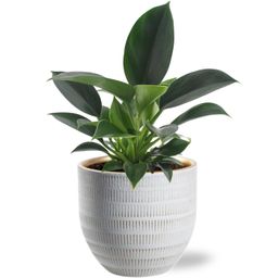 Philodendron Green Princess - Beau Pot D14x13cm - Wit (40165)