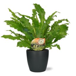 Asplenium Campio - Pot Brussels D18x17cm - Antraciet (43245)