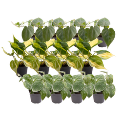 12x Philodendron Scandens Mix (14672)