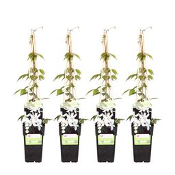 Hoogeveen 4x - Clematis Montana 'Grandiflora' - ↨65cm - Ø15 (8720955320917)