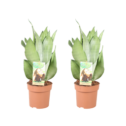 Sansevieria Moonshine - 2 stuks (32940)