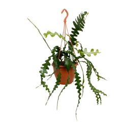 Epiphyllum Anguliger (20478)