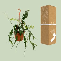 Epiphyllum Anguliger (20478)