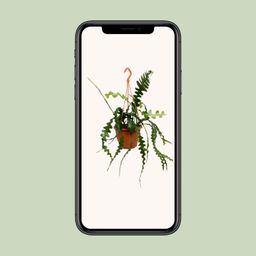 Epiphyllum Anguliger (20478)