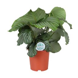 Calathea Orbifolia (15757)