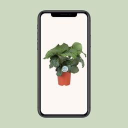 Calathea Orbifolia (15757)