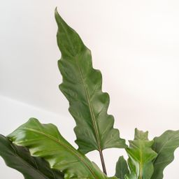 Alocasia Lauterbachiana - Mand Selin (8720634289559)