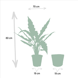 Alocasia Lauterbachiana - Mand Selin (8720634289559)