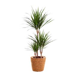 Dracaena Marginata (15847)