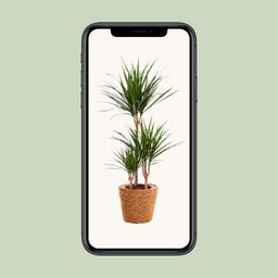 Dracaena Marginata (15847)