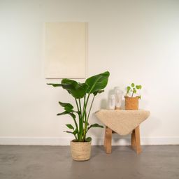 Strelitzia Nicolai - Mand Selin (8720634289573)