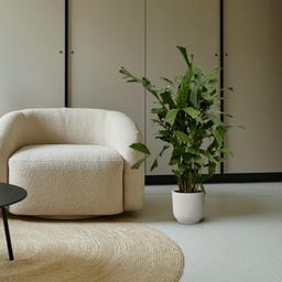 Caryota Mitis - 130 cm - Ø19cm (8721081685499)