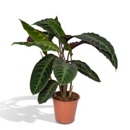 Calathea Warscewiczii - Pauwenplant (8720634284240)