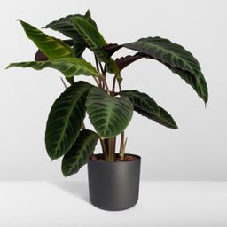 Calathea Warscewiczii - Pauwenplant (8720634284240)
