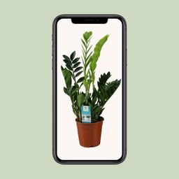 Zamioculcas Zamiifolia (12652)
