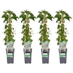 Hoogeveen 4x - Hydrangea petiolaris - ↨65cm - Ø15 (8720955320504)
