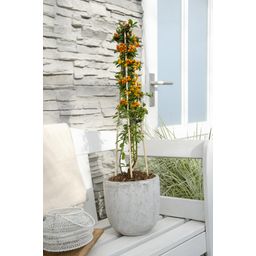Hoogeveen 4x - Pyracantha 'Orange Glow' - ↨65cm - Ø15 (8720955320771)