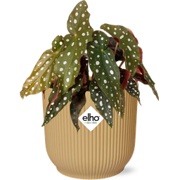 Begonia Maculata + ELHO Vibes Fold 14cm geel (49372)