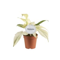 Philodendron Florida Ghost (44053)