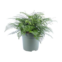 Asplenium Parvati (12632)