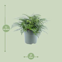 Asplenium Parvati (12632)