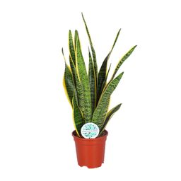 Sansevieria Trifasciata Laurentii (15863)