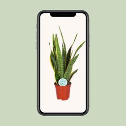 Sansevieria Trifasciata Laurentii (15863)
