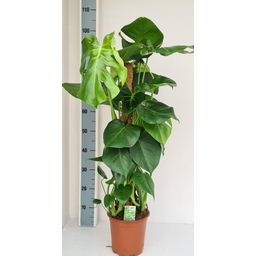 Monstera Mosstok (28012)