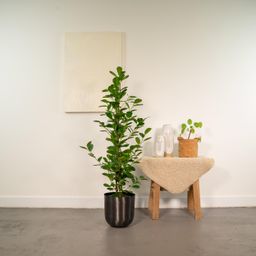 Ficus microcarpa Moclame - Pot Mayk Lead (8720634289948)