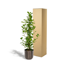 Ficus microcarpa Moclame - Pot Mayk Lead (8720634289948)