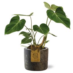 Philodendron Gloriosum - Maas Pot D16x14cm - Bruin (42200)