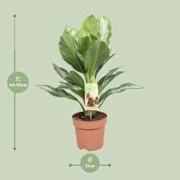Aglaonema Silver Bay - Chinese Evergreen (8720634284097)