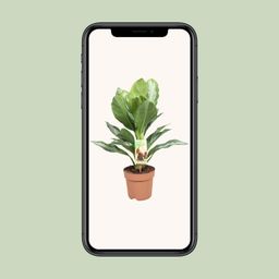 Aglaonema Silver Bay - Chinese Evergreen (8720634284097)