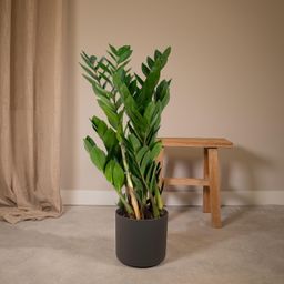 Zamioculcas Zamiifolia (8720634284691)