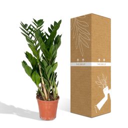 Zamioculcas Zamiifolia (8720634284691)