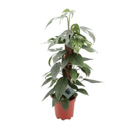 Epipremnum Pinnatum Cebu Blue (12576)