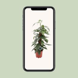 Epipremnum Pinnatum Cebu Blue (12576)