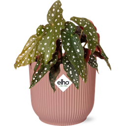 Begonia Maculata + ELHO Vibes Fold 14cm roze (49371)