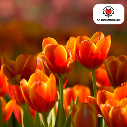 Tulpenbollen Dafeng – 20 Stuks | KH Bloembollen® | Oranje Tulp – Grootbloemig & Elegant – Voor Tuin of Pot – Maat 11/12 – Vers van de Teler! (51138)