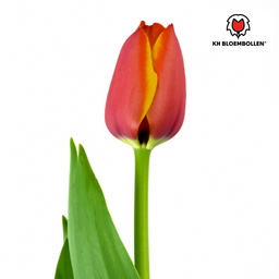 Tulpenbollen Dafeng – 20 Stuks | KH Bloembollen® | Oranje Tulp – Grootbloemig & Elegant – Voor Tuin of Pot – Maat 11/12 – Vers van de Teler! (51138)