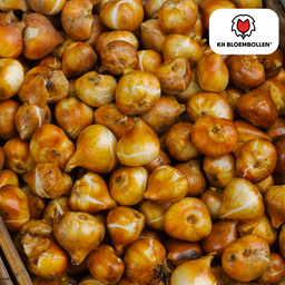 Tulpenbollen Dafeng – 20 Stuks | KH Bloembollen® | Oranje Tulp – Grootbloemig & Elegant – Voor Tuin of Pot – Maat 11/12 – Vers van de Teler! (51138)