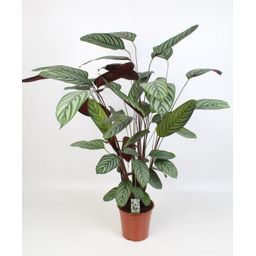 Ctenanthe Oppenheimiana (29018)