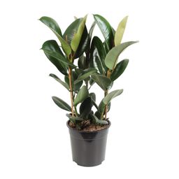 Ficus Elastica Robusta (12640)