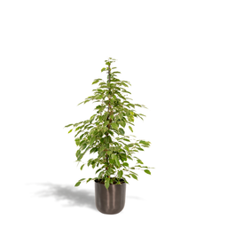 Ficus benjamina Goldenking - Pot Mayk Lead (8720634289917)
