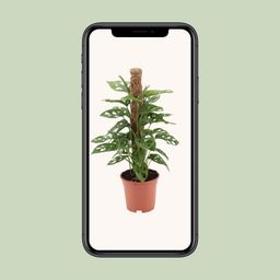 Monstera monkey (12597)