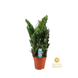 Zamioculcas 21cm (29036)
