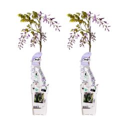 Hoogeveen 2x Wisteria sinensis 'Caroline' - ↨65cm - Ø15 (8720955321310)