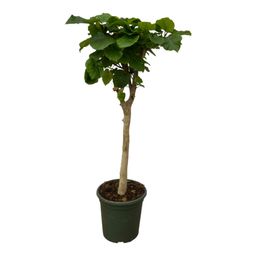 Ficus Umbellata stam - 180 cm - Ø30cm (8721081686151)