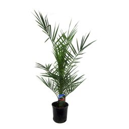 Phoenix Canariensis - 80 cm - Ø14cm (8721081685451)