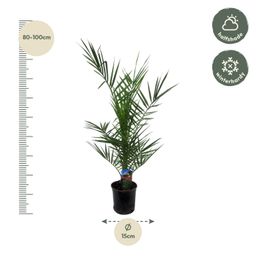Phoenix Canariensis - 80 cm - Ø14cm (8721081685451)